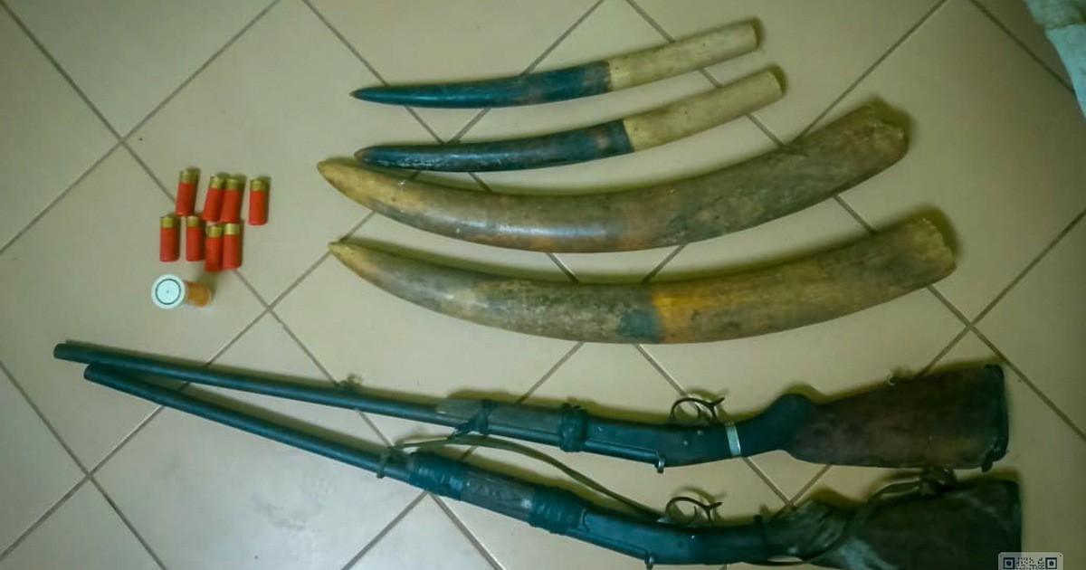 Faune protégée : la justice condamne quatre trafiquants d’ivoire à Libreville