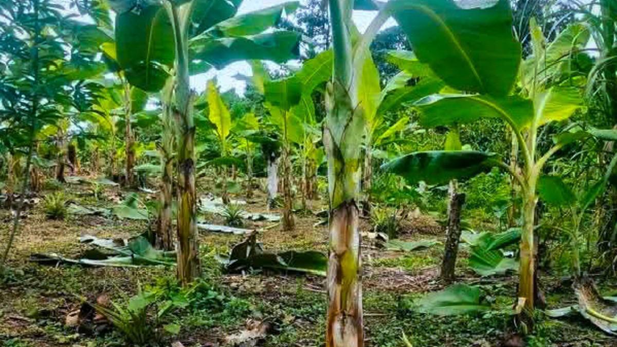 Ferme avicole et production agricole pour la souveraineté alimentaire au Gabon