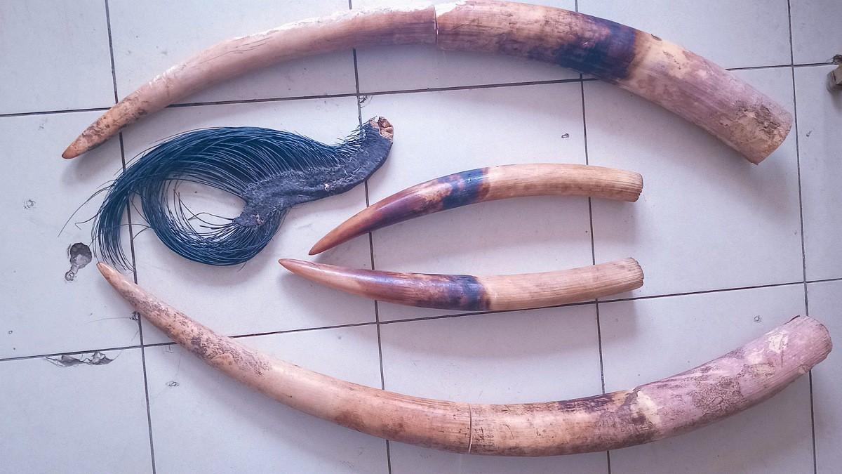 Saisie de quatre pointes d'ivoire et arrestation de deux trafiquants d'éléphant à Libreville au Gabon