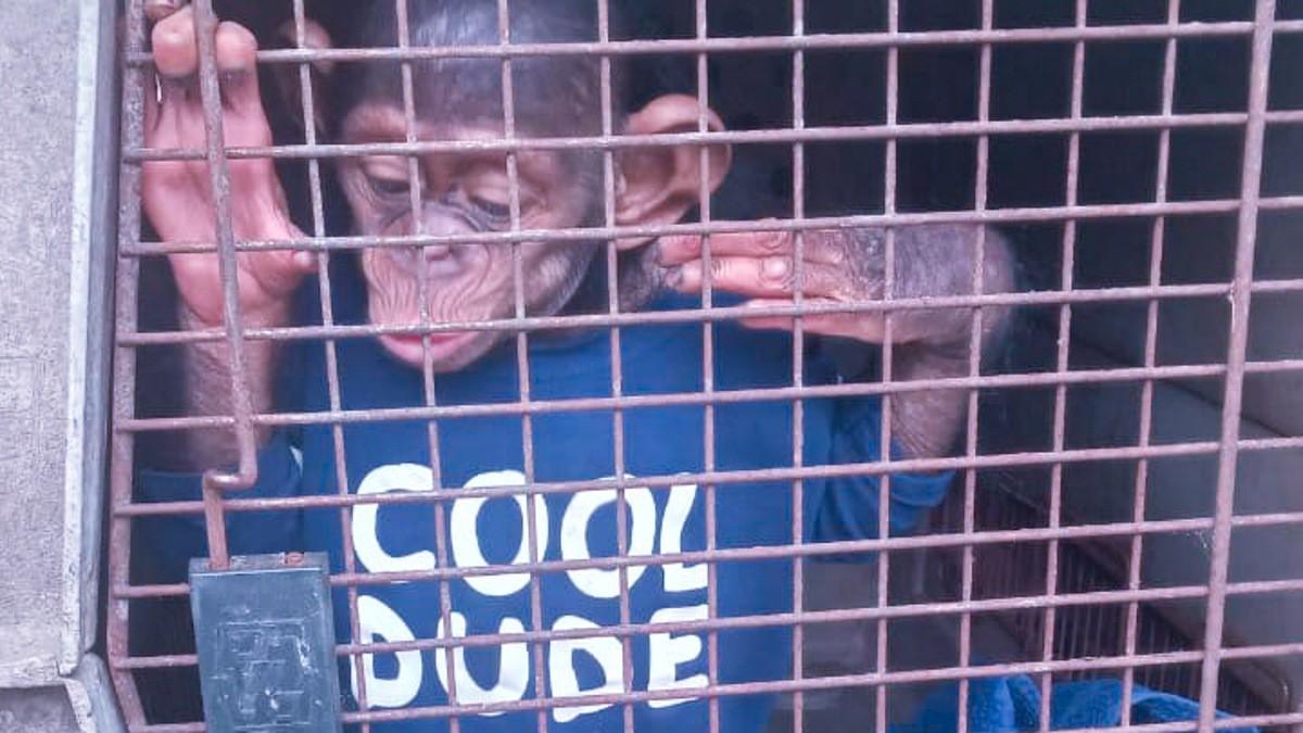 Un jeune bébé chimpanzé protégé sauvé du trafic de faune sauvage à Libreville au Gabon