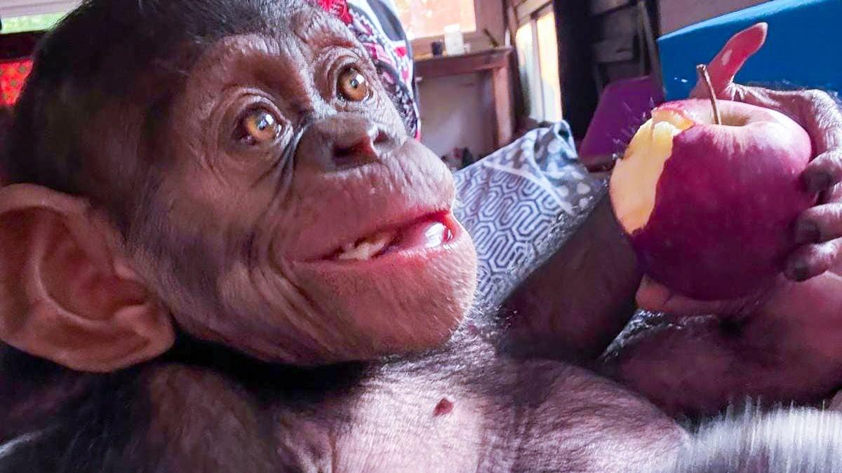 Un jeune bébé chimpanzé protégé sauvé du trafic de faune sauvage à Libreville au Gabon