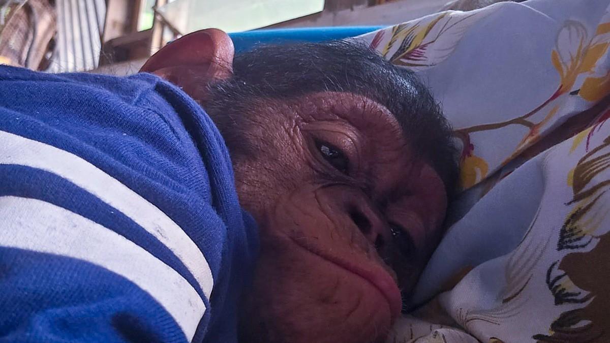 Saisie d'un bébé chimpanzé lié au trafic d'espèces protégées au Gabon