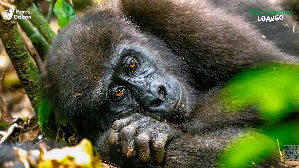 Patrouille d'éco-gardes et de services forestiers protégeant la faune sauvage au Gabon