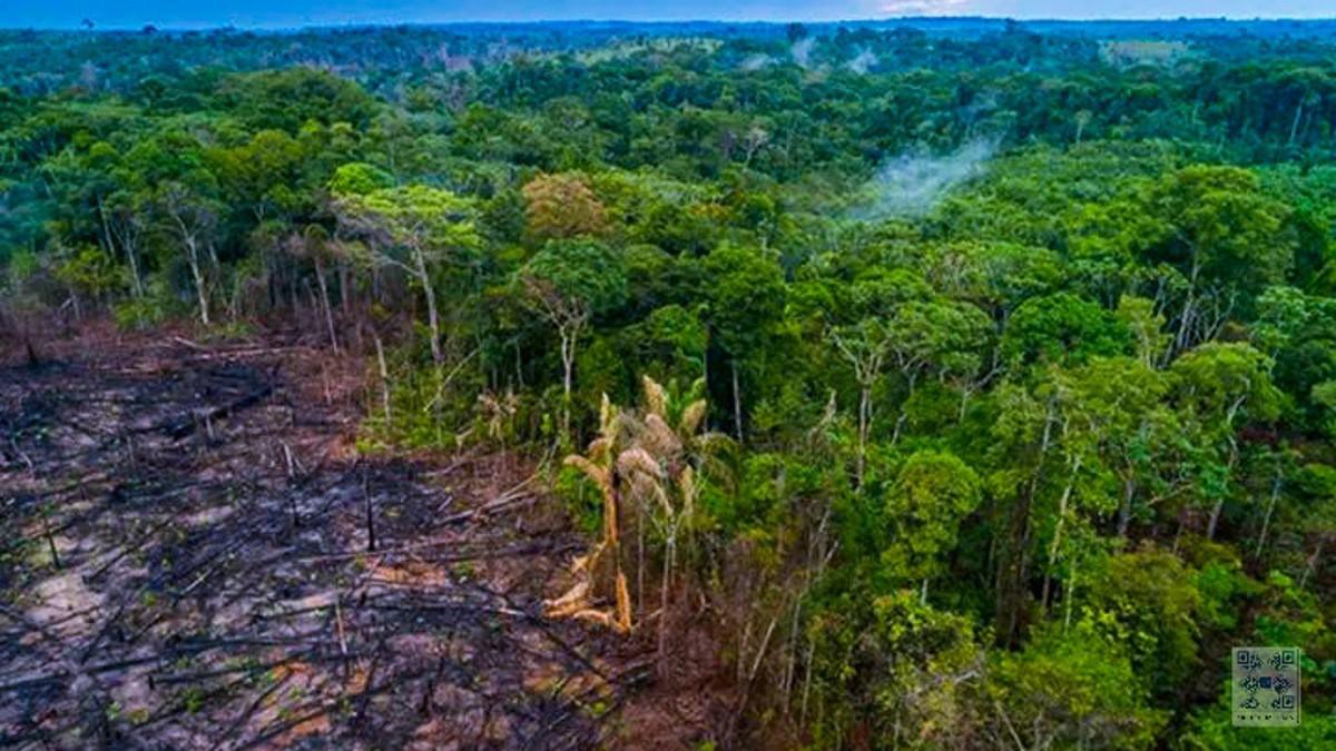 Vue aérienne de la forêt du Bassin du Congo montrant la densité du massif forestier en Afrique centrale
