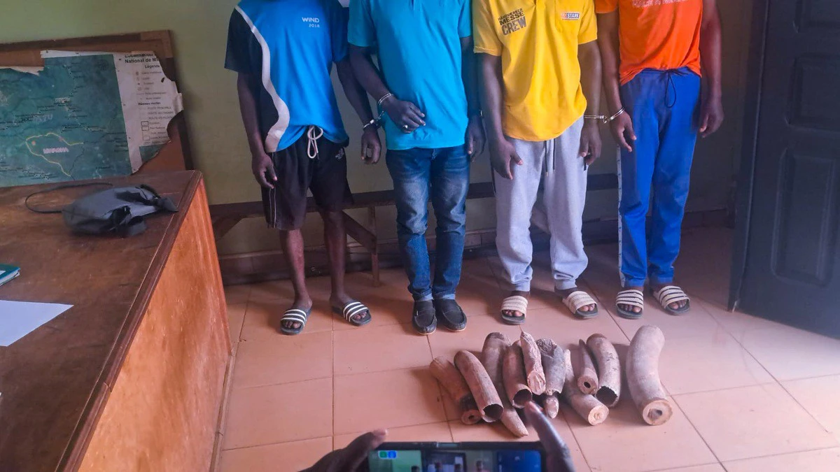 Saisie de pointes d'ivoire d'éléphant tronçonnées lors d'une opération contre le trafic d'ivoire au Gabon