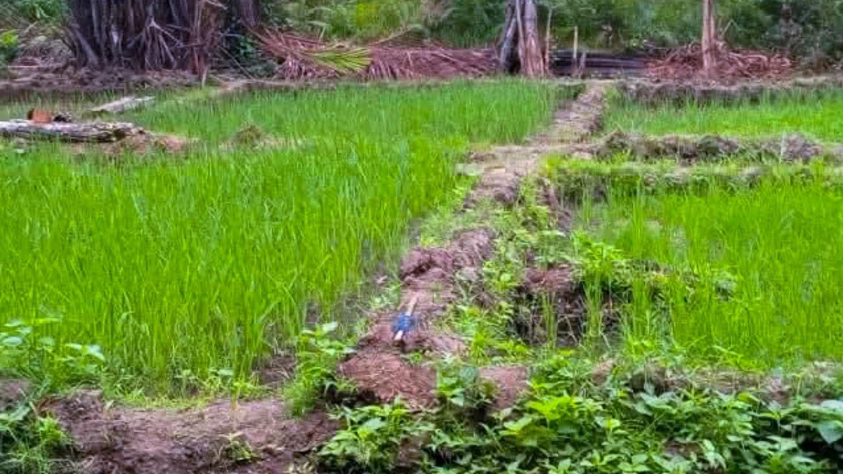 Sacs de riz et production agricole au Gabon