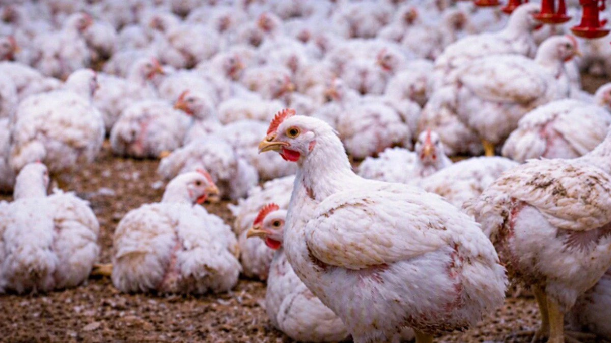 Ferme d'élevage de poulet de chair au Gabon dans le cadre du programme POUFA