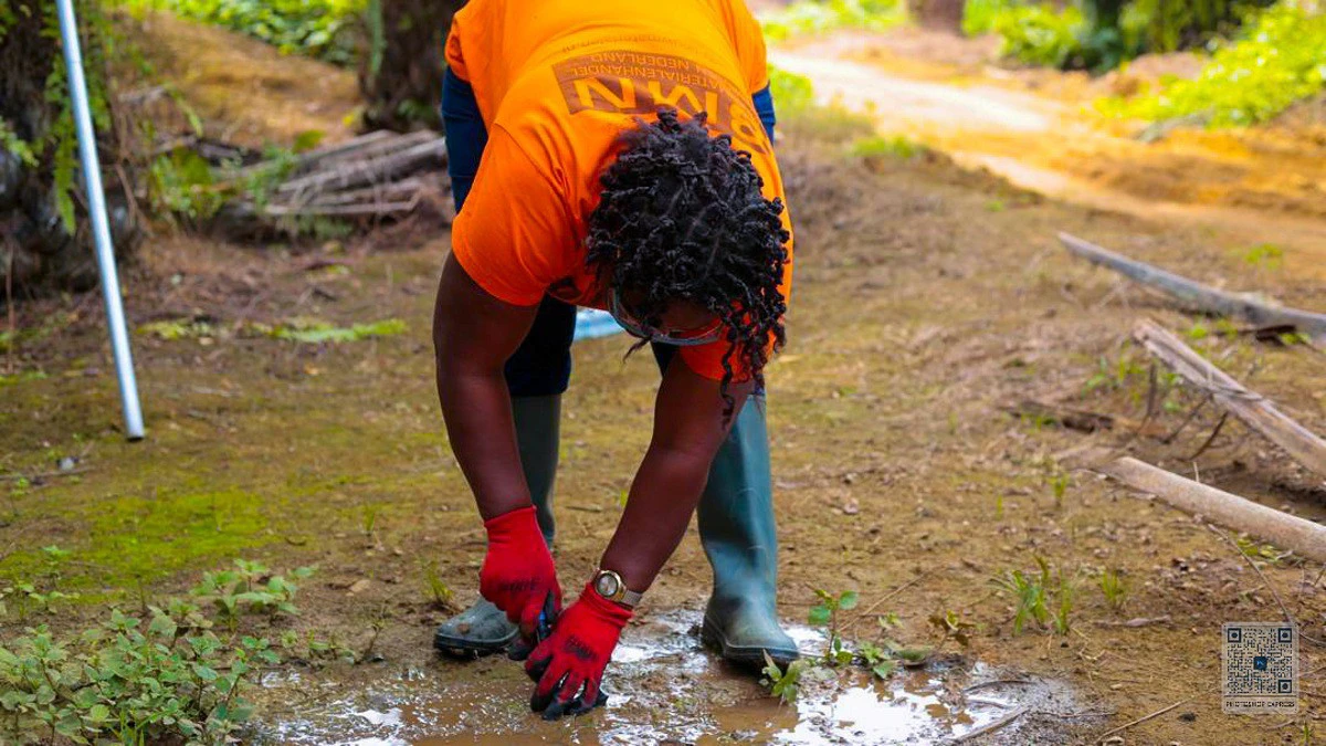 Réseau d'irrigation goutte-à-goutte souterrain dans les plantations de palmiers à huile d'Olam Palm Gabon