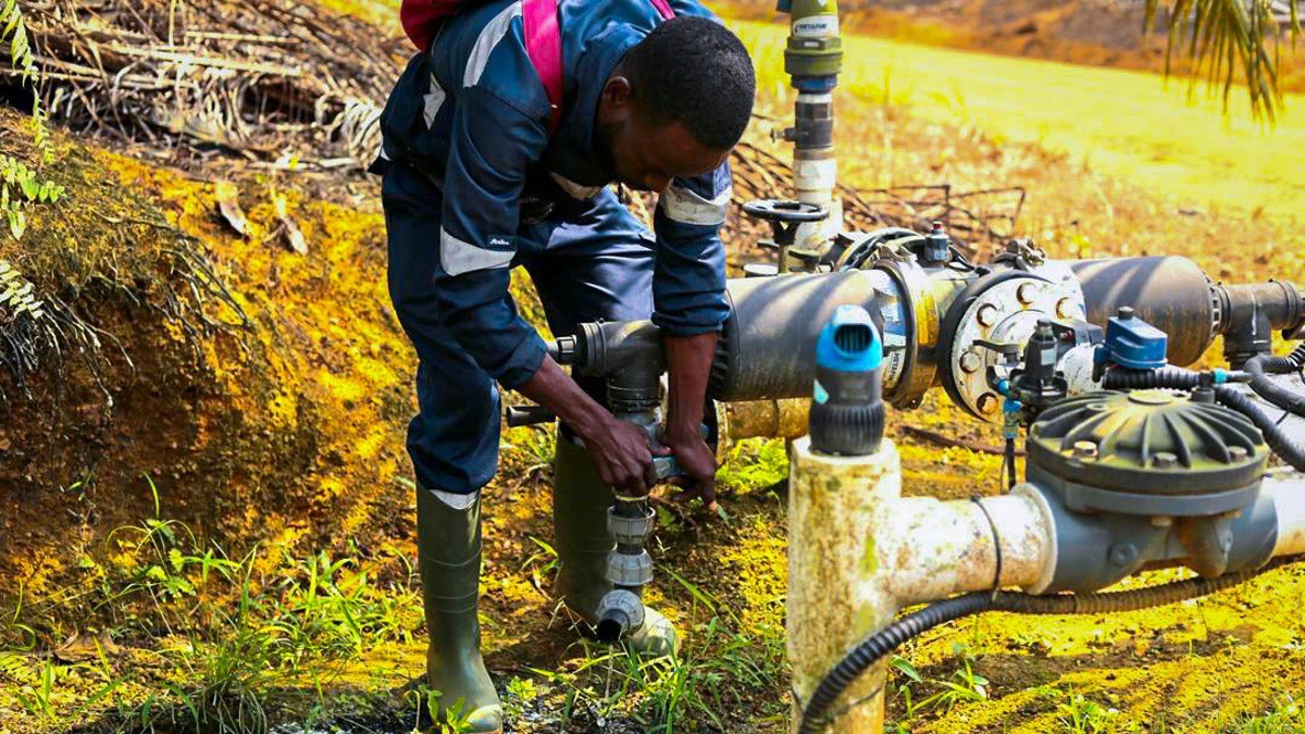 Réseau d'irrigation goutte-à-goutte dans les plantations de palmiers à huile d'Olam Palm Gabon