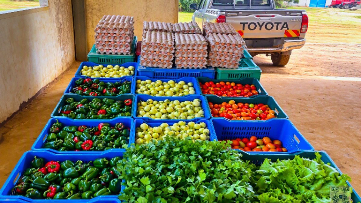 Champ agricole et production locale au Gabon pour reduire la facture alimentaire
