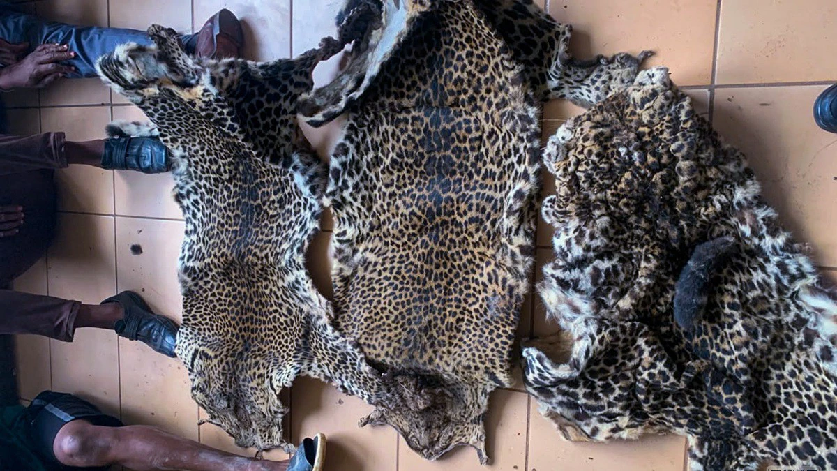 Saisie de peaux de panthère et armes d'un réseau de braconnage à Oyem au Gabon