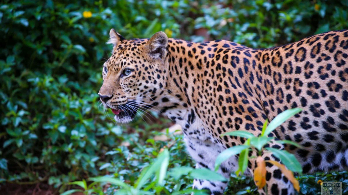 Panthère sauvage et application de la loi contre le braconnage des espèces protégées au Gabon