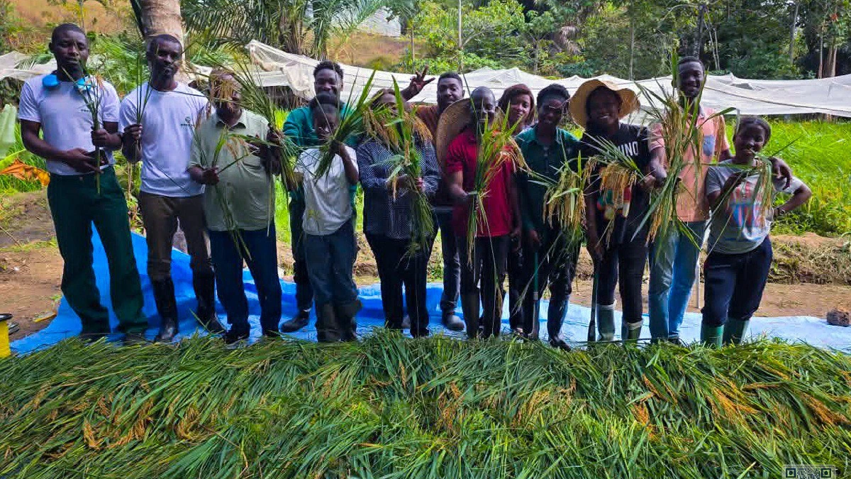 Production local de riz au Gabon illustrant l’enjeu de la souveraineté alimentaire et de la réduction des importations
