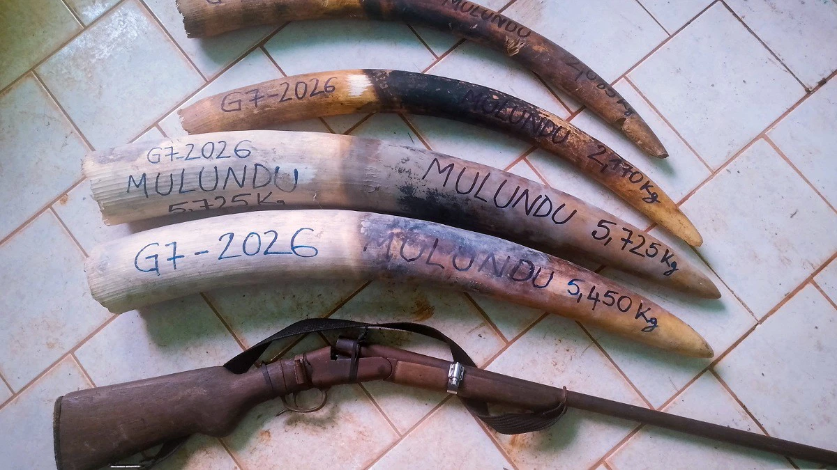 Des pièces d'ivoire saisies lors d'une opération de lutte contre le braconnage au Gabon
