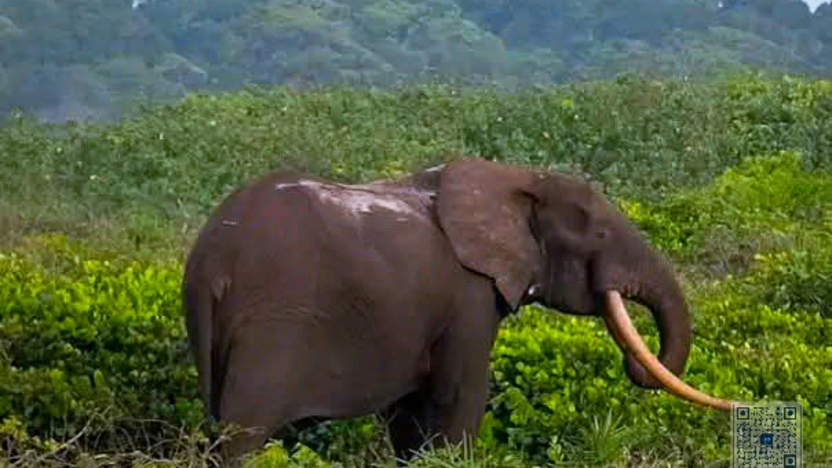 Un éléphant dans la forêt tropicale du Gabon, symbole des espèces menacées par le braconnage