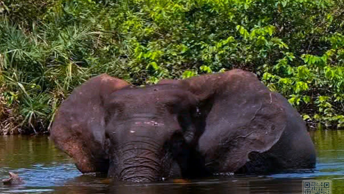 Un éléphant de forêt dans la canopée gabonaise, symbole de la biodiversité menacée
