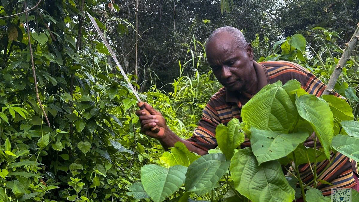 Éléphant de forêt à proximité d'une plantation agricole au Gabon