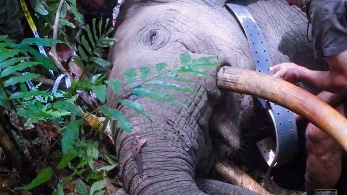 Un éléphant de forêt évoluant dans la végétation dense d'une forêt au Gabon