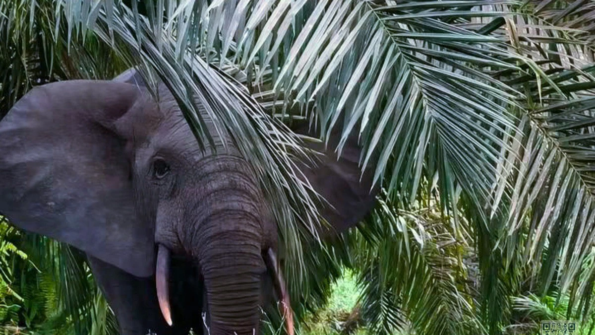 Un éléphant s'approchant d'une zone agricole dans une région forestière du Gabon